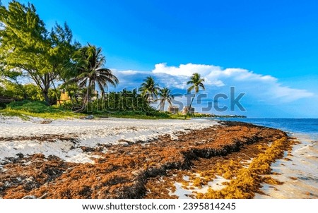 Tropical Caribbean beach landscape panorama with clear turquoise blue water and seaweed sea weed grass sargazo in Playa del Carmen Quintana Roo Mexico. Royalty-Free Stock Photo #2395814245