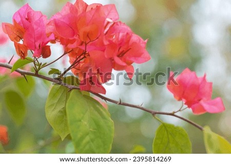 blooming bougainvillea.  Magenta bougainvillea flowers are beautiful in Asia.Bougainvillea flowers blur background
