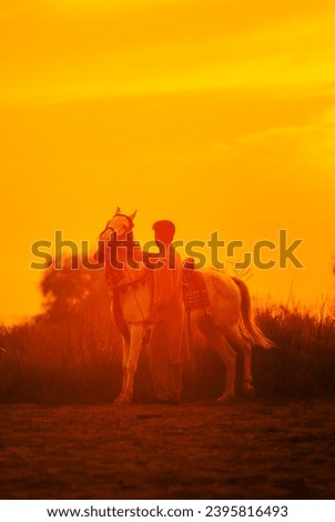 single White horse standing at sunset