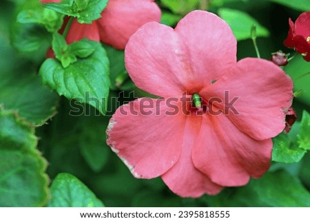 Pink busy lizzie, Impatiens of unknown species and variety, flower in close up with a blurred background of leaves.