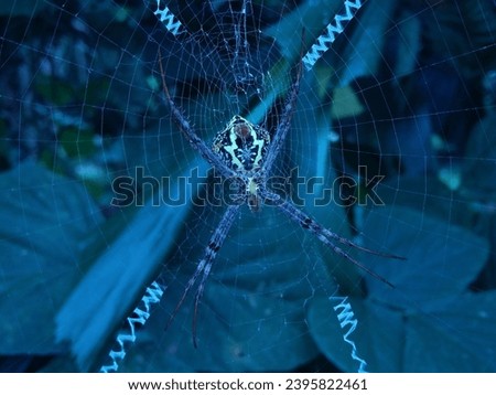 Spiders are in the arachnid class, but not all arachnids are spiders. There are about 40,000 known species of spiders. Most spiders use a web to catch their prey, which is usually insects. Royalty-Free Stock Photo #2395822461