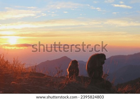 two monkeys enjoy the sunset, rinjani mountain, lombok, west nusa tenggara, Indonesia 
