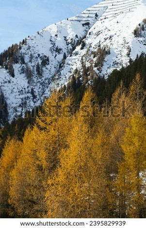 Winter mountain with snow and yellow larches