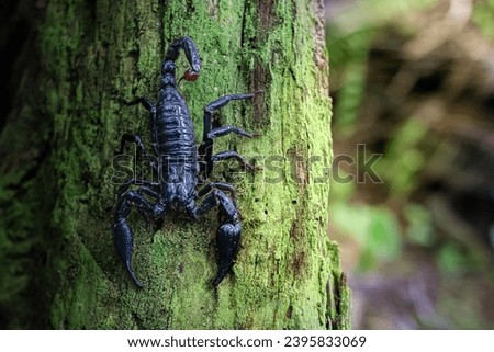Close Up Of Emperor Scorpion On Wood