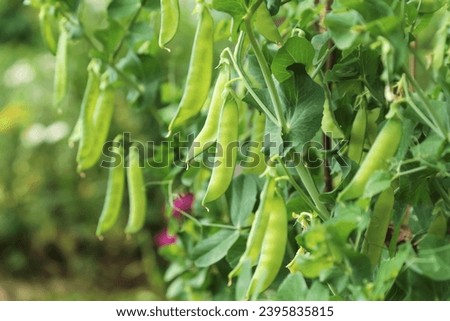 Green fresh pea pod on plant close up. Many pea pods, growing organic food outdoors in garden Royalty-Free Stock Photo #2395835815