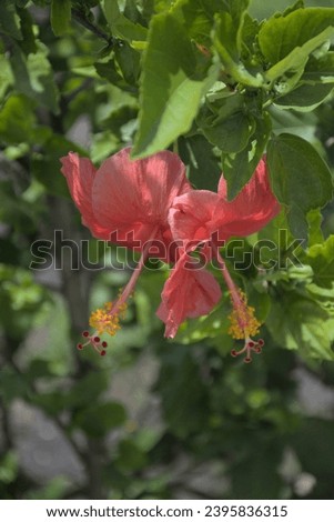 A photograph of a beautiful flower commonly seen in central Florida, the Hibiscus Flower. It is commonly called Hibiscus sabdariffa, rose of sharon, or Mallow and is in the mallow family Malvaceae.