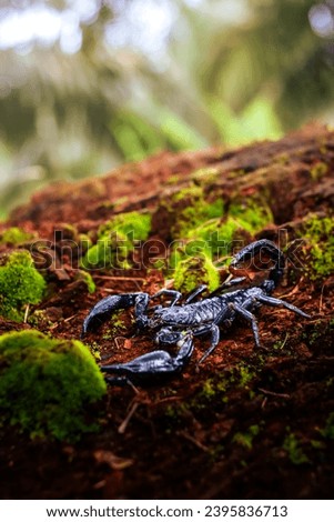 Close Up Of Emperor Scorpion On Rotten Wood