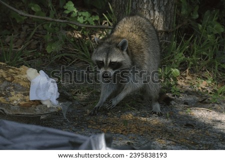 I created this wildlife photograph of a North American Raccoon in my Kissimmee, Florida front yard on August 6, 2022. This North American was looking for food that might be nearby. 