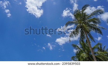 leaves of the crown of a coconut tree seen from below against blue sky. Isolated on the concept of plant and environmental sustainability. Clear blue sky background.