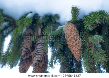 Fir tree in winter with snowy branches and large fir cones. Green fir branch in natural forest landscape. Green coniferous tree with foliage in a forest landscape. Soft, selective focus. Artificially 