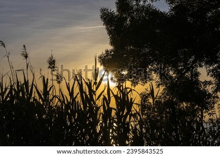 The Green Cortaderia Selloana Pumila feather pampas grass next to the lake on the orange sunset sky background Royalty-Free Stock Photo #2395843525