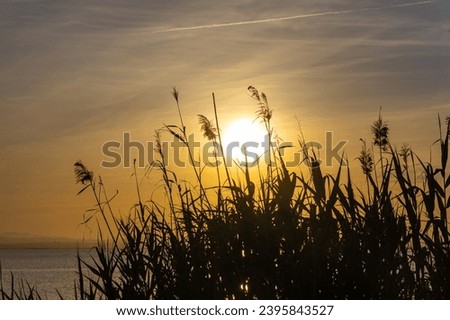 The Green Cortaderia Selloana Pumila feather pampas grass next to the lake on the orange sunset sky background Royalty-Free Stock Photo #2395843527