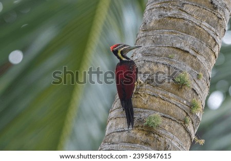 The black-backed flamethrower, also known as the lesser golden-backed woodpecker or lesser golden-backed, is a woodpecker commonly found in the Indian subcontinent. It is one of the few woodpeckers se