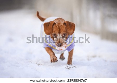 a small dog in clothes runs in the snow in winter. Playing on Snow in Winter on a Cold. Cute dachshund mix, 10 years old