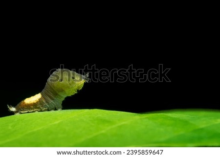 Close up photos of worms