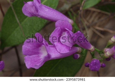 Purple bell flowers in the nature.