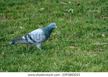 Pigeon walking on the grass, the intertwining of life with nature's plants. Royalty-Free Stock Photo #2395882031