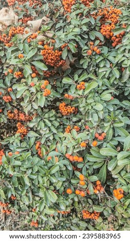 plant nature autumn  red firethorn Royalty-Free Stock Photo #2395883965