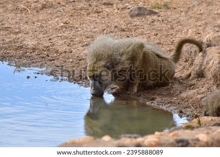 Monkey baboon at a watering hole in a national park in Kenya.