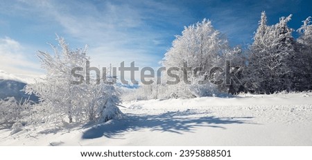 High in the mountains, frozen spruce trees covered with an untouched layer of white snow evoke the spirit of Christmas and New Year against the backdrop of a clear blue sky