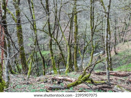 Mountains and forest in spring time on Rosa Khutor in Sochi.Russia Royalty-Free Stock Photo #2395907075