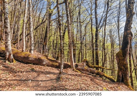 Mountains and forest in spring time on Rosa Khutor in Sochi.Russia Royalty-Free Stock Photo #2395907085