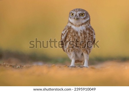 little owl very beautiful bird