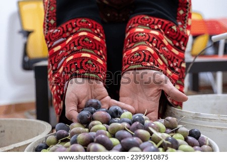 Palestinian female holding heep of olives in her hands Royalty-Free Stock Photo #2395910875