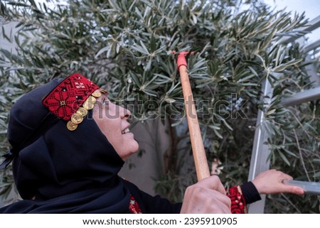 Palestinian female collecting olive from tree wearing traditional clothes