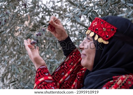 Portrait Of woman wearing palestinian traditional clothes in olive trees field holding branch in her hand with smile on her face Royalty-Free Stock Photo #2395910919