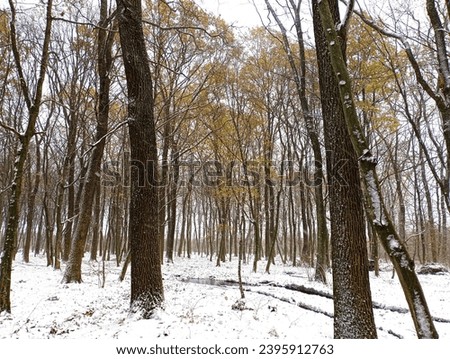 A snowy road in the forest. The first snow covered everything around. Trees with yellowed leaves on the trees are covered with white cold snow. Winter in a beautiful forest.