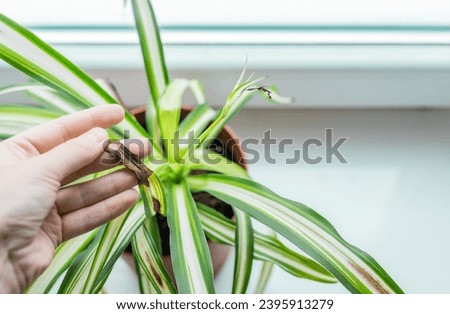Chlorophytum house plant portrait with brown leaves. Home gardening concept. Brown stains on a leaf of a spider plant. Plant desease and home care. Urban Jungle theme. Royalty-Free Stock Photo #2395913279