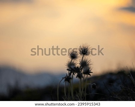 silhouette of flowers at the sunset