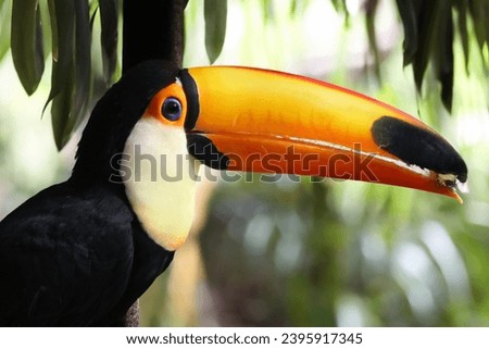 The toco toucan (Ramphastos toco) close up view