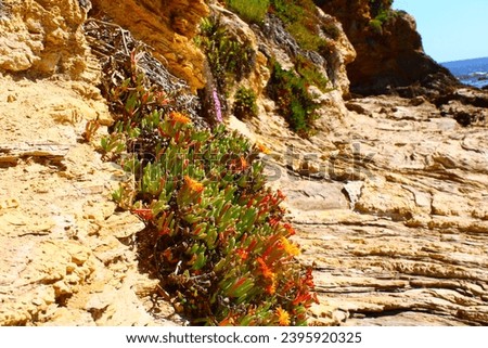 a rocky hillside at the beach covered with lush green plants and colorful flowers at Little Corona Beach in Newport Beach California	USA