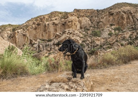 black labrador dog posing in the field