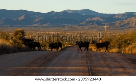 Cows crossing an Arizona desert road with mountains and electrical poles behind them during a sunset, near Oracle, Tucson, Oro Valley, Mammoth, and San Manuel, Pima and Pinal Counties, fall of 2023. Royalty-Free Stock Photo #2395923443