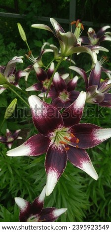 Lilium Asiatic Netty's Pride. Lilium Asiatic Netty's Pride flowers in the garden Royalty-Free Stock Photo #2395923549