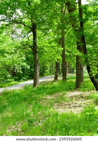 Deciduous forest, green grass and path. Vertical photo.