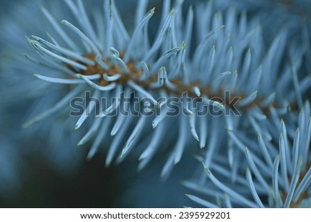 texture of blue pine branches, blue Christmas tree needles close-up, texture of coniferous tree branches close-up