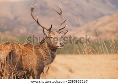 Wildlife portrait of a Scottish Red Deer (Cervus elaphus scoticus) stag in the mountain countryside of Glen Etive in the Scottish Highlands, Scotland. Royalty-Free Stock Photo #2395933167
