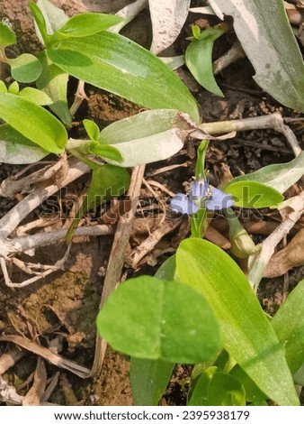 In a sea of green, a tiny blue flower emerges, a delicate gem in nature's tapestry.