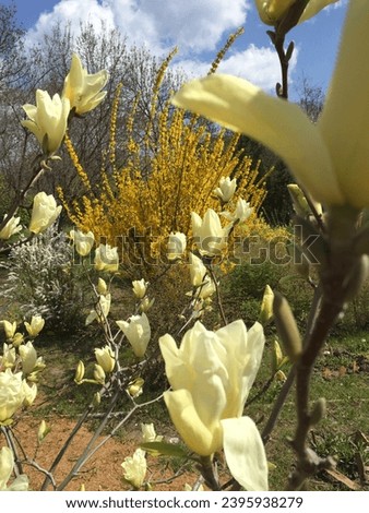 Blooming yellow magnolias, flowering bushes, spring, blue sky, garden, sunny day