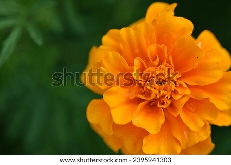 yellow-orange blackberry, marigolds close-up background, on a sunny day, blurred background, flower tagetes close-up on a green background on an autumn sunny day, orange marigold color, red flowers