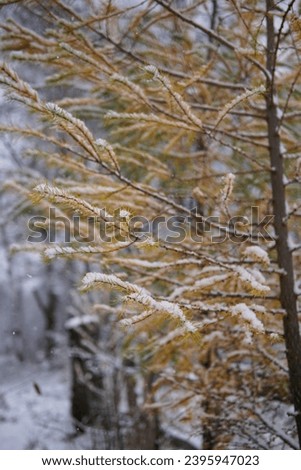 The yellow European larch is covered with the first snow. Conifer tree, beautiful winter landscape