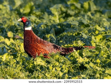 Male cock pheasant strutting around at golden hour.