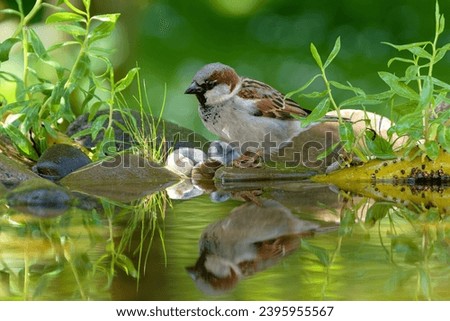 House sparrow, male at bird water hole. Reflection on the water. Czechia.
