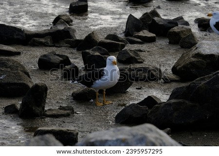 The Pacific gull (Larus pacificus) is a very large gull, native to the coasts of Australia. It is moderately common between Carnarvon in the west, and Sydney in the east, although it has become scarce
