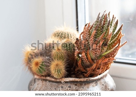 Picture of eriocactus and pearl plant (tulista pumila) growing in the pot at home. Houseplant on the windowsill. Bright sunlight