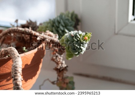 Picture of echeveria derenbergii with long stem growing in the pot at home. Flowering succulent plant on the windowsill. Bright sunlight